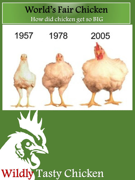 World's Fair Chicken - How Chicken Got So BIG